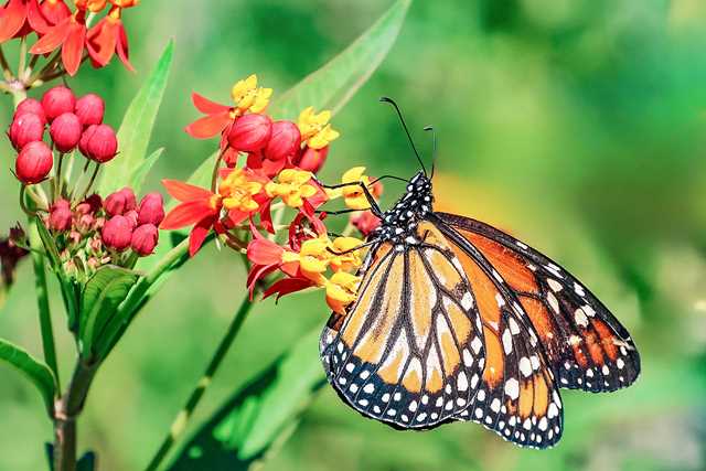 Farfalla monarca