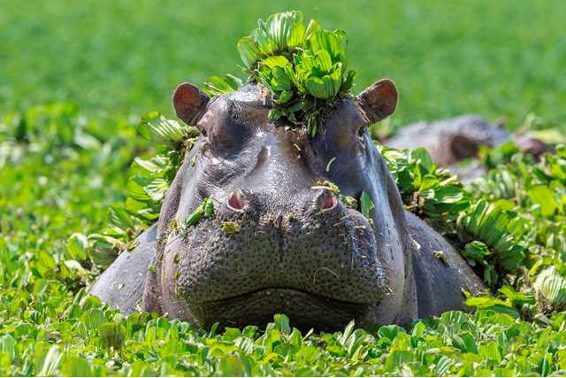 HYPPOPUNK