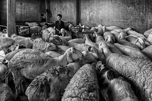 Flock with child
