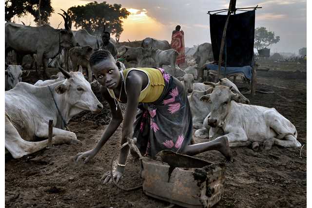 The girl the cows and the dung