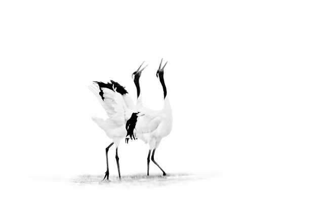 La danza delle gru della Manciuria