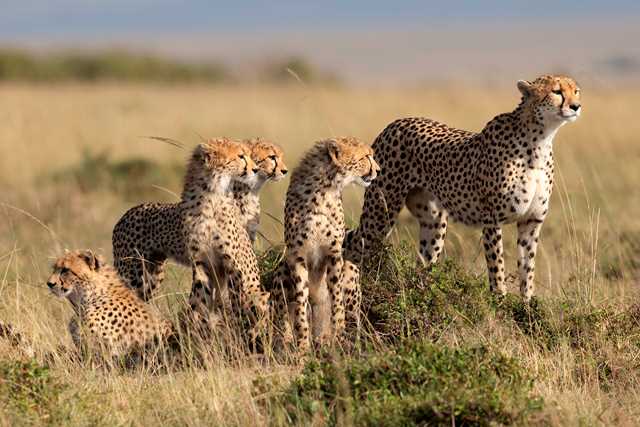 UNA FAMIGLIOLA GIALLA E NERA