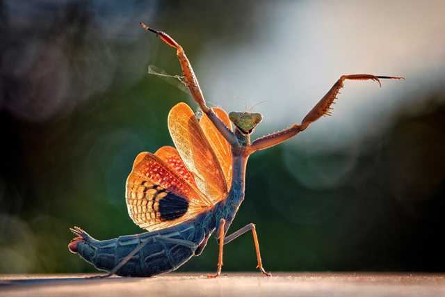 Praying Mantis